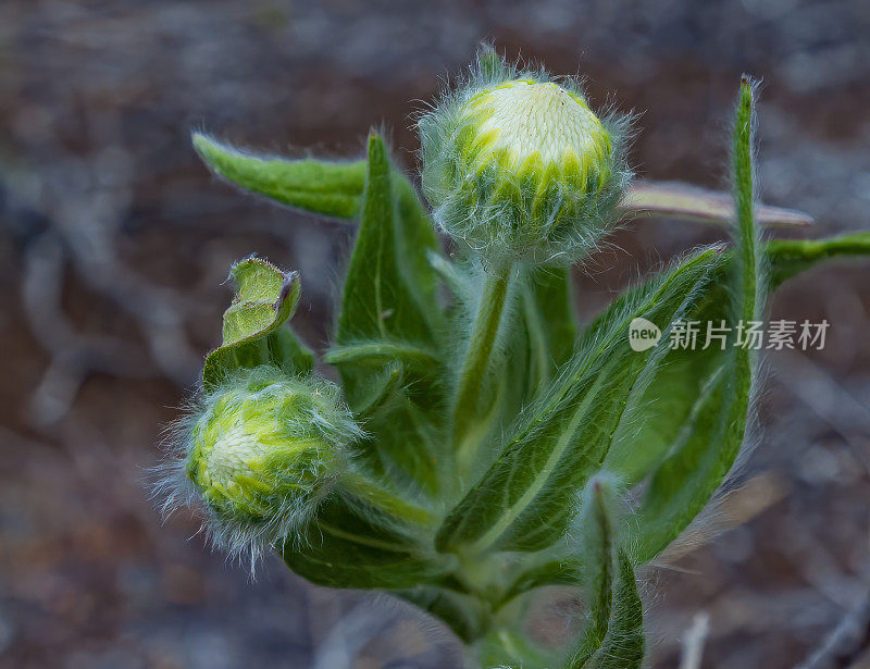 长毛鳞菊(Scalesia villosa)是菊科开花植物。它只存在于厄瓜多尔。它受到栖息地丧失的威胁。加拉帕戈斯群岛，厄瓜多尔。蓬鸬鹚。野花。加拉帕戈斯群岛国家公园。